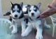 Siberian Husky Puppies for sale in Maryland Rd, Willow Grove, PA 19090, USA. price: NA