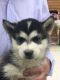 Siberian Husky Puppies for sale in Washington Rd, Valrico, FL 33594, USA. price: NA