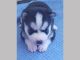 Siberian Husky Puppies for sale in New York Ranch Rd, Jackson, CA 95642, USA. price: NA