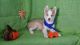 Siberian Husky Puppies for sale in Morganton, NC 28655, USA. price: $700
