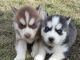 Siberian Husky Puppies for sale in Charlotte, NC 28201, USA. price: NA