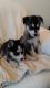Siberian Husky Puppies for sale in Salt Lake City, UT, USA. price: NA