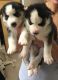 Siberian Husky Puppies for sale in Indianapolis Blvd, Hammond, IN, USA. price: NA