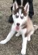 Siberian Husky Puppies for sale in Bailey, NC 27807, USA. price: $350