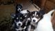 Siberian Husky Puppies for sale in San Antonio, TX 78224, USA. price: NA