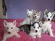 Siberian Husky Puppies for sale in St Stephen, SC 29479, USA. price: $400