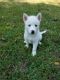 Siberian Husky Puppies for sale in Maitland, FL, USA. price: NA