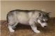 Siberian Husky Puppies for sale in Everett St, Belleville, ON K8P, Canada. price: NA