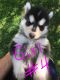 Siberian Husky Puppies for sale in Baldwin, GA 30511, USA. price: NA