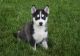 Siberian Husky Puppies for sale in Johnstown, PA, USA. price: NA