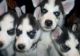 Siberian Husky Puppies for sale in Valencia, Santa Clarita, CA 91354, USA. price: NA