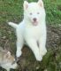 Siberian Husky Puppies for sale in Marietta, GA, USA. price: $500