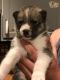 Siberian Husky Puppies for sale in Ohio Ave, Long Beach, NY 11561, USA. price: NA