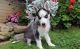 Siberian Husky Puppies for sale in Worcester, MA, USA. price: $600
