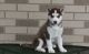 Siberian Husky Puppies for sale in Mobile, AL, USA. price: $500