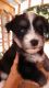 Siberian Husky Puppies for sale in Newton, NC, USA. price: $1,200