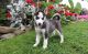 Siberian Husky Puppies for sale in Eagle City, OK 73724, USA. price: NA