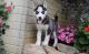 Siberian Husky Puppies for sale in Quincy, FL, USA. price: NA