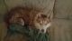 Siberian Husky Puppies for sale in Houghton Lake, MI, USA. price: $200