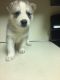 Siberian Husky Puppies for sale in Watertown, CT, USA. price: $900