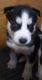Siberian Husky Puppies for sale in Dittmer, MO 63023, USA. price: $600