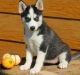 Siberian Husky Puppies for sale in Waterboro, ME, USA. price: $650