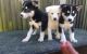 Siberian Husky Puppies for sale in Hamilton, MT 59840, USA. price: NA