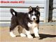 Siberian Husky Puppies for sale in Roaring River, NC 28669, USA. price: $600