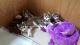 Siberian Husky Puppies for sale in California Ave, South Gate, CA 90280, USA. price: NA