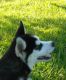 Siberian Husky Puppies for sale in Eugene, OR, USA. price: $1,000