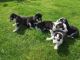 Siberian Husky Puppies for sale in Ashtabula, OH 44004, USA. price: NA