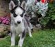 Siberian Husky Puppies for sale in Mililani, HI 96789, USA. price: $500