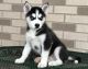 Siberian Husky Puppies for sale in FL-535, Orlando, FL, USA. price: $300