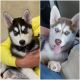 Siberian Husky Puppies for sale in Belton, MO, USA. price: NA