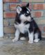 Siberian Husky Puppies for sale in Utah County, UT, USA. price: NA