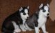 Siberian Husky Puppies for sale in TX-121, McKinney, TX, USA. price: NA