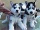 Siberian Husky Puppies for sale in Charlotte, NC 28201, USA. price: NA