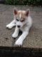 Siberian Husky Puppies for sale in Beverly Hills, CA, USA. price: NA