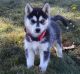 Siberian Husky Puppies for sale in CA-111, Rancho Mirage, CA 92270, USA. price: NA