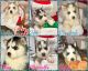 Siberian Husky Puppies for sale in Vail, IA 51465, USA. price: NA