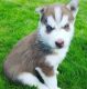 Siberian Husky Puppies for sale in Pineville-Rock Hill Rd, Fort Mill, SC 29715, USA. price: NA