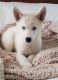 Siberian Husky Puppies for sale in Benton City, WA 99320, USA. price: $1,500
