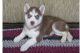 Siberian Husky Puppies for sale in Fayetteville, GA, USA. price: NA