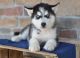 Siberian Husky Puppies for sale in Cheyenne, WY, USA. price: NA