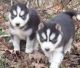 Siberian Husky Puppies for sale in Newark, NJ, USA. price: $500