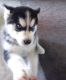 Siberian Husky Puppies for sale in Clifton, NJ, USA. price: $500