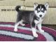 Siberian Husky Puppies for sale in South El Monte, CA 91733, USA. price: NA