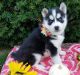 Siberian Husky Puppies for sale in Seattle, WA 98111, USA. price: NA