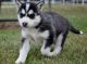 Siberian Husky Puppies for sale in Virginia Beach, VA, USA. price: $300