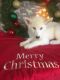 Siberian Husky Puppies for sale in Roselle, IL, USA. price: NA